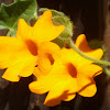 Black-eyed Susan vine