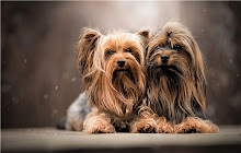 Yorkshire Terrier Themes & New Tab small promo image