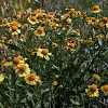 Common Sneezeweed