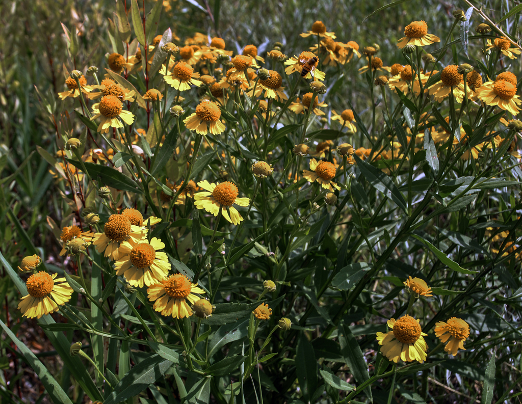 Common Sneezeweed