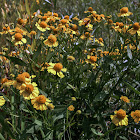 Common Sneezeweed