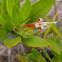 Beach Creeper