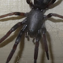 White tailed spider