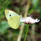 Large white