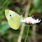 Large white