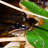 Striped Marsh Frog (and Spawn)