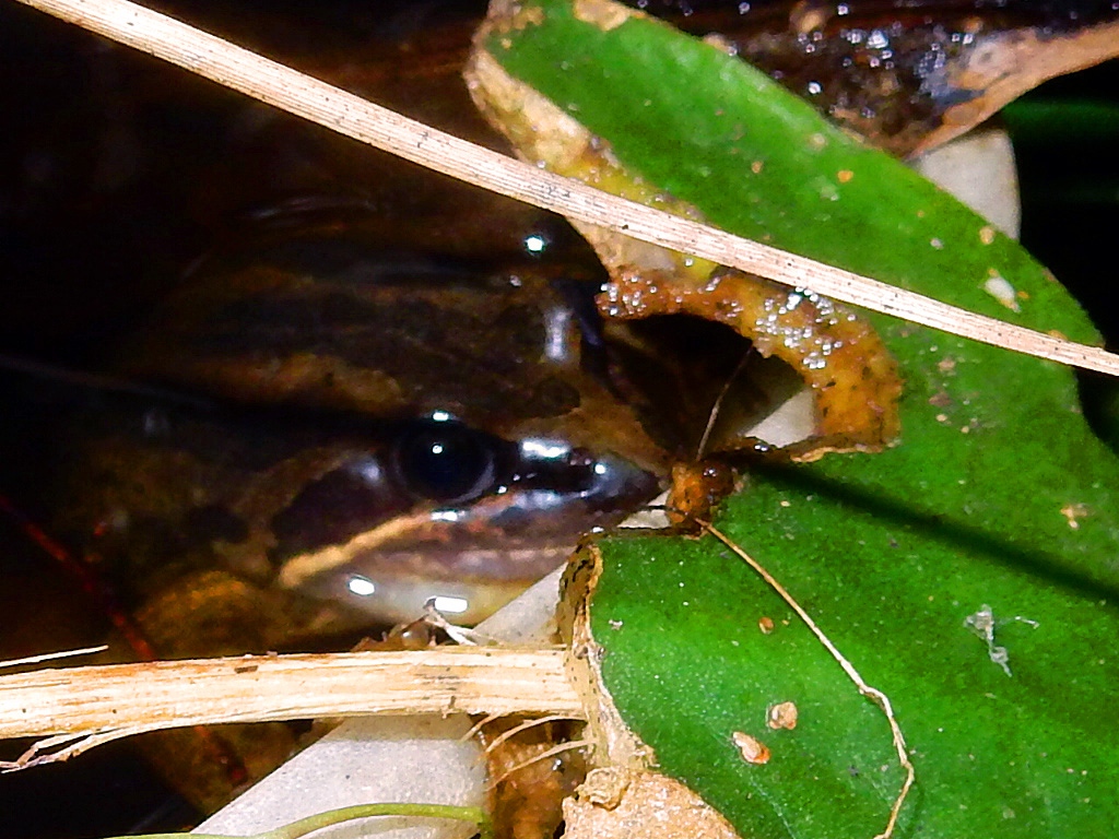 Striped Marsh Frog (and Spawn)