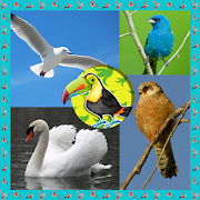 Birds Photo Collage 1.5 Icon