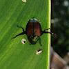 Japanese Beetle