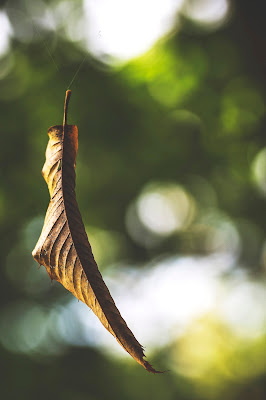 Si sta, come d'autunno... di Skarlet