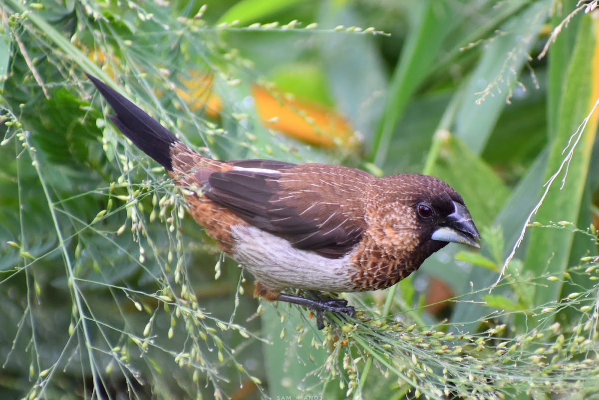 White-Rumped Munia