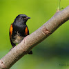 American redstart