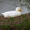 American Pekin Duck