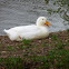 American Pekin Duck