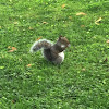 Eastern gray squirrel