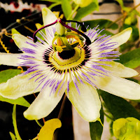 passiflora di 