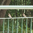 Scaly-breasted Munia