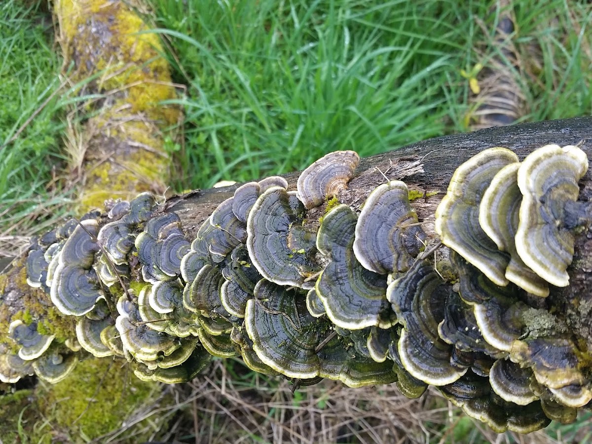 Bracket fungi