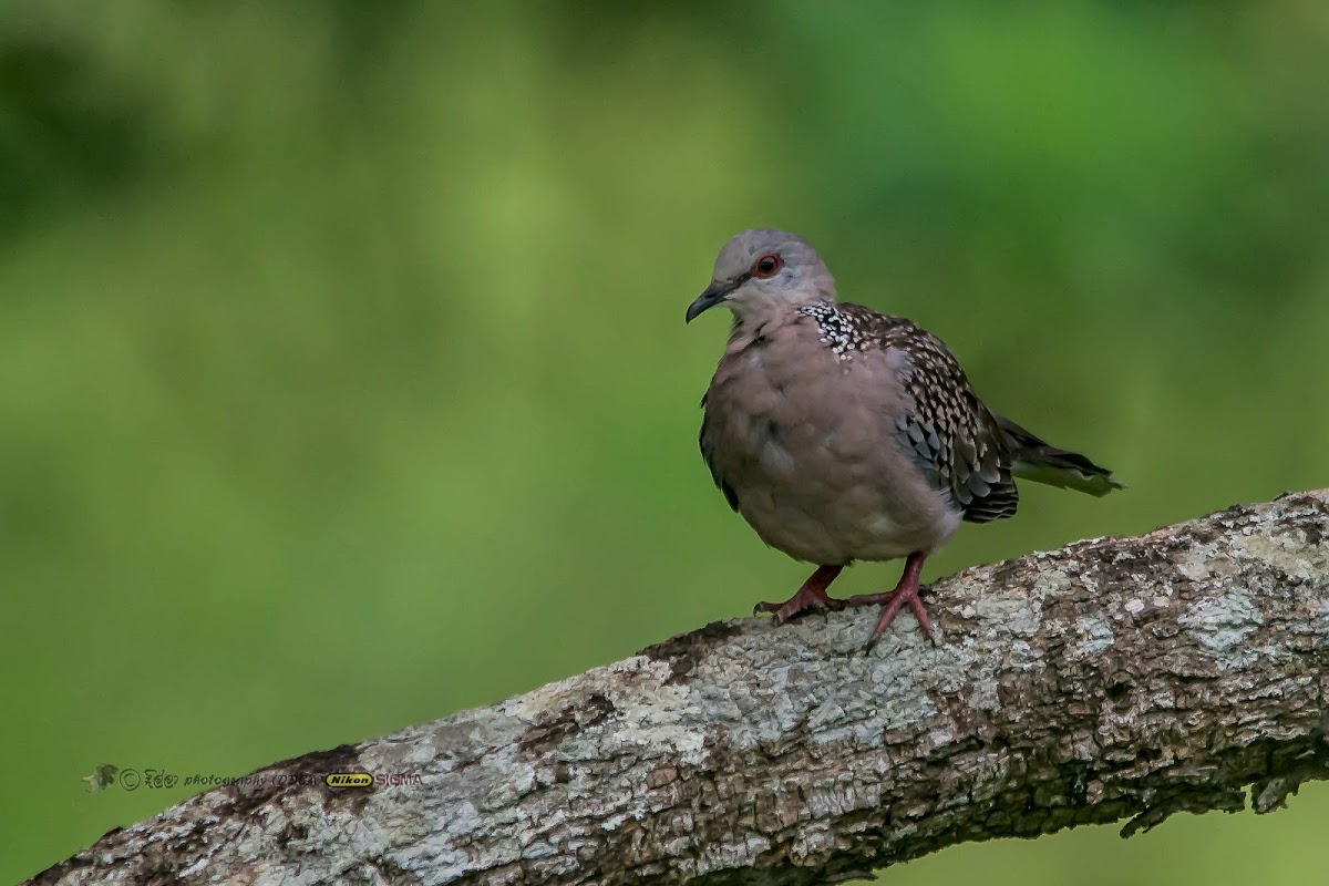 WESTER SPOTTED DOVE