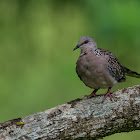 WESTER SPOTTED DOVE
