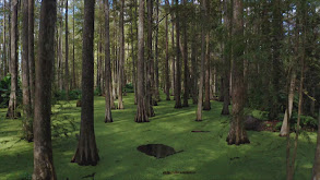 Florida USA: Hogs and Gator: Part 1 thumbnail