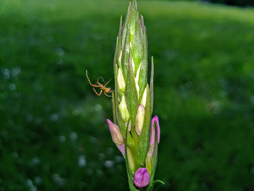 Dactylorhiza elata