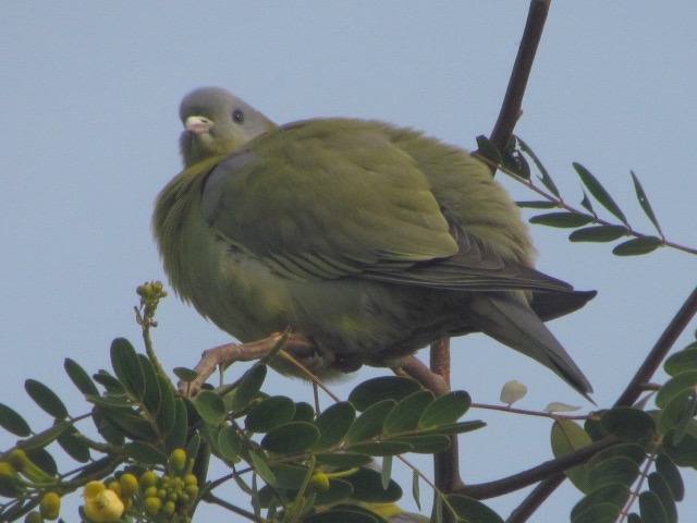 Yellow-footed Green Pigeon