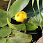 Yellow Pond Lily