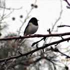 Dark Eyed Junco