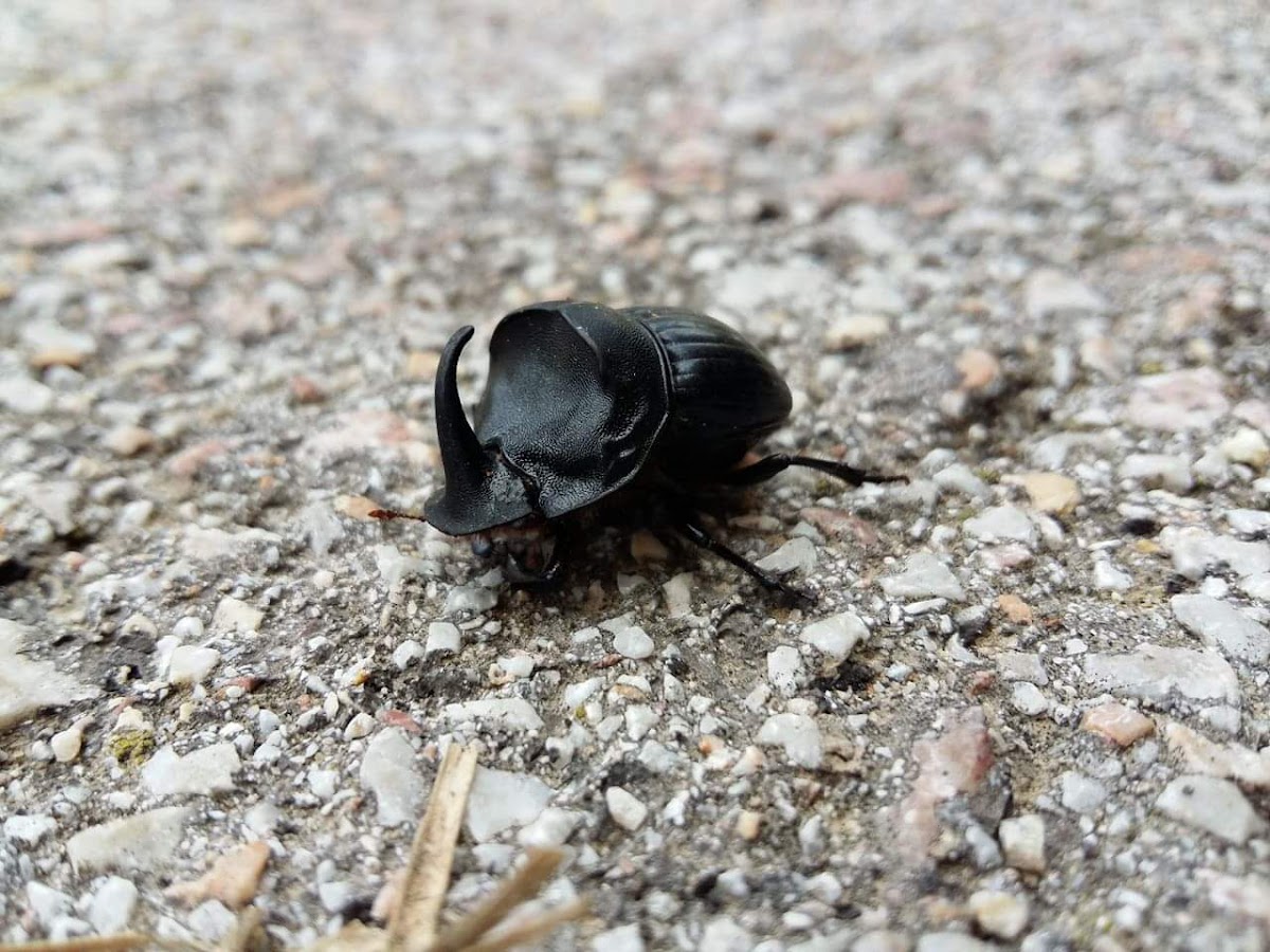 European rhinoceros beetle