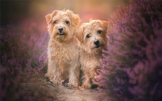 Norfolk Terrier Thema en nieuw tabblad