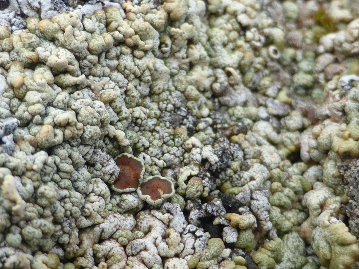 Rim Lichen