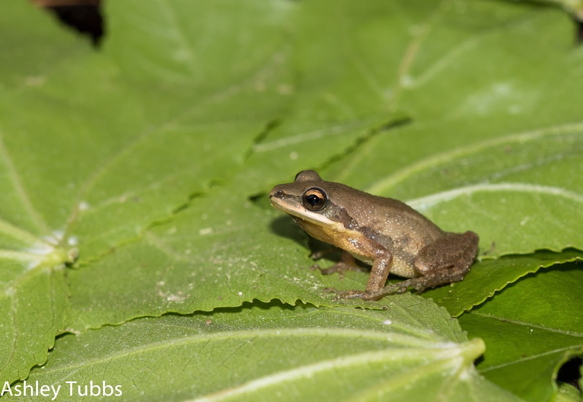 Cajun Chorus Frog