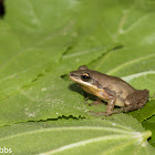 Cajun Chorus Frog