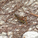 Eastern Lubber grasshopper