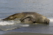 Elephant seals. File photo.
