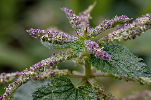 Urtica membranacea