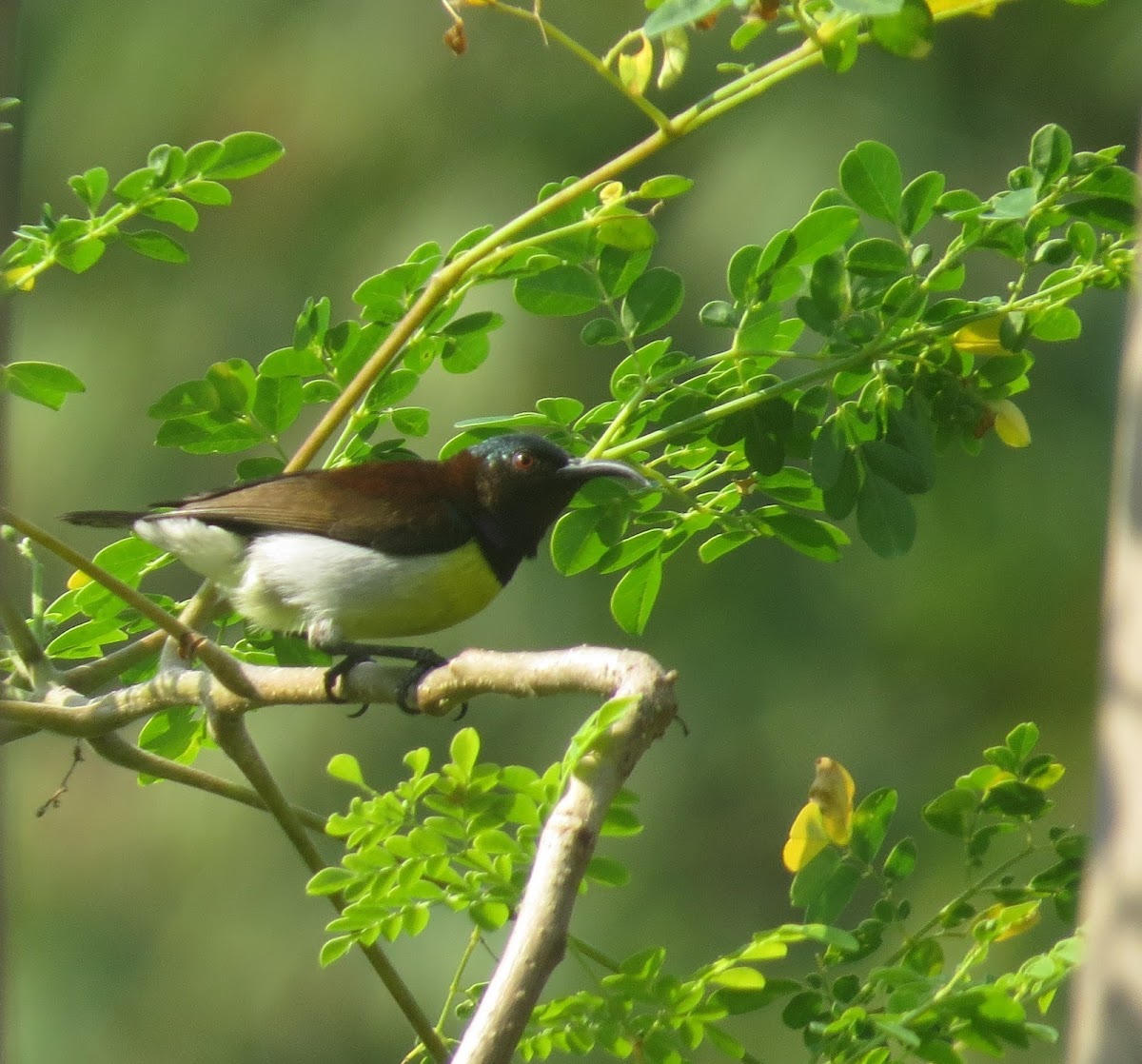 Purple-rumped Sunbird