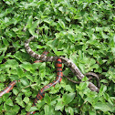 American Pipe Snake