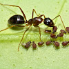 Nymphs of Aphids