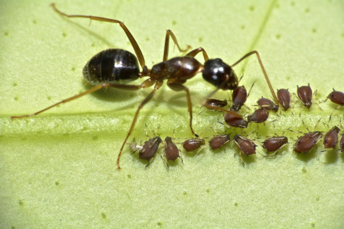 Nymphs of Aphids