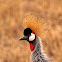 Grulla coronada (Grey crowned crane)