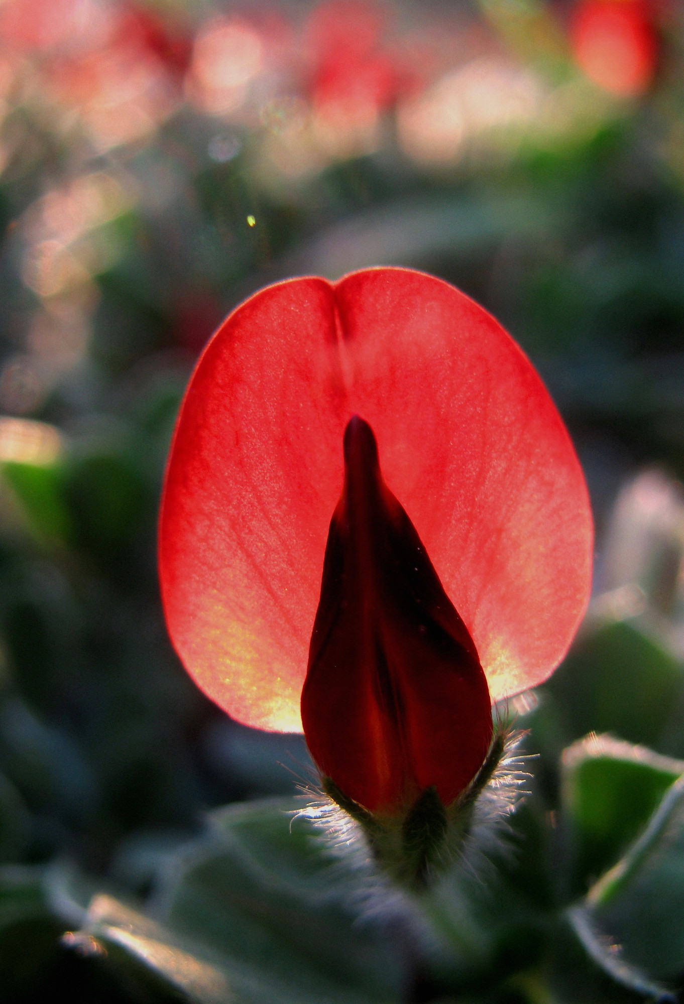 Fiore di campo di Elisabetta Di Girolamo