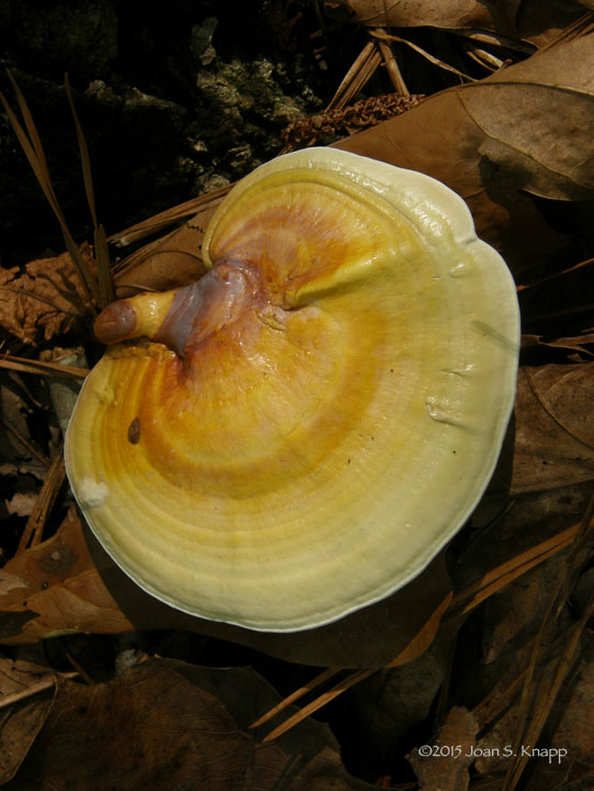 Ganoderma curtisii