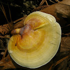 Ganoderma curtisii