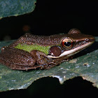 Copper Cheek Frog