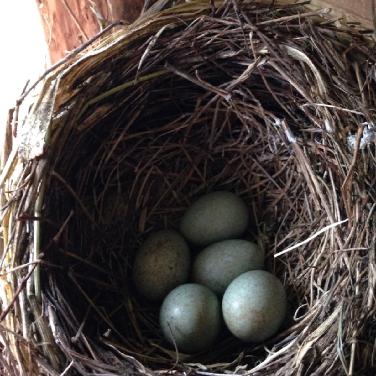 Common Blackbird