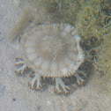 Upside-Down Jellyfish