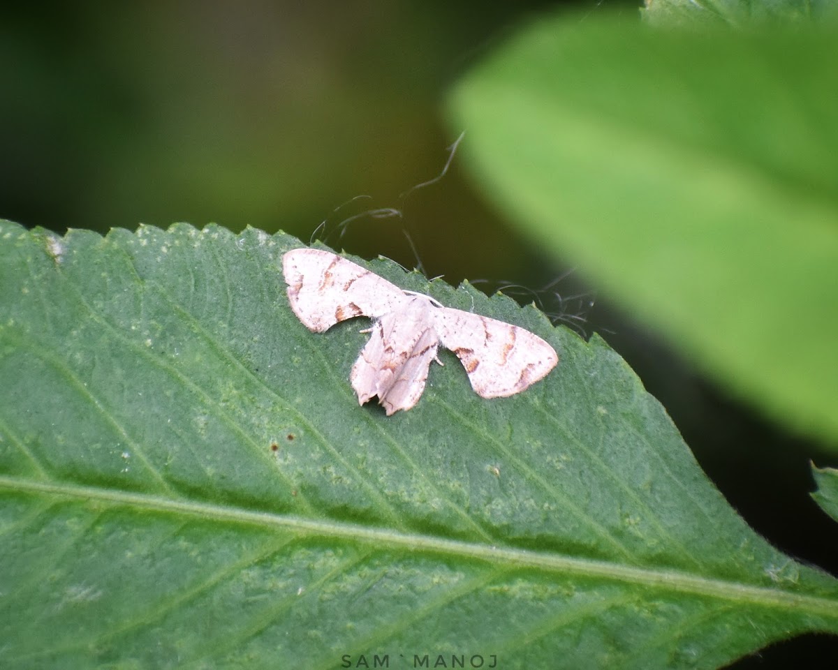 Scoopwing Moth