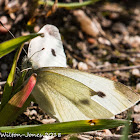 Small White